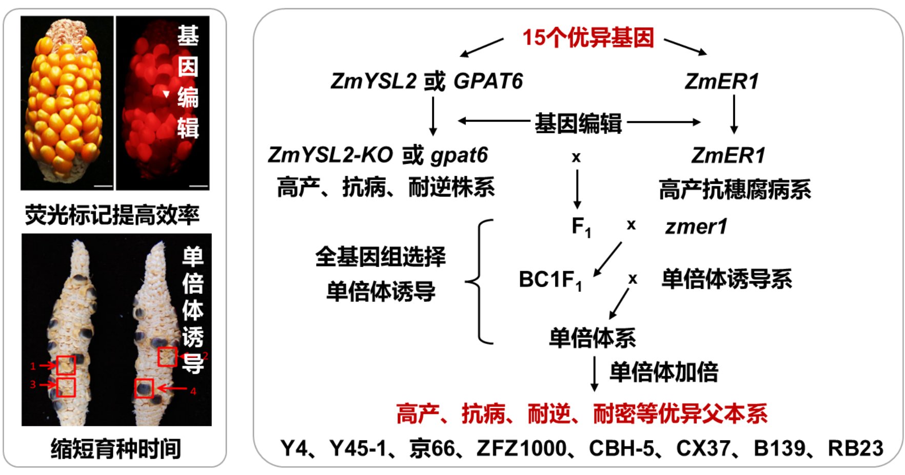但目前国内玉米供需缺口大